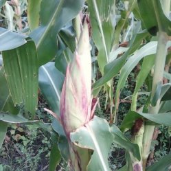 corn harvest 2